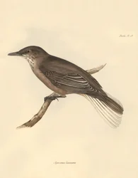 Ornitologia: O "Agriornis leucurus" descrito por Charles Darwin durante a sua viagem de exploração a bordo do Beagle. Placa de "The Zoology of the voyage of H.M.S. Beagle under the command of Captain Fitzroy during the years 1832 to 1836 edited and supervi