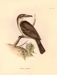 Ornitologia: O "Agriornis micropterus" ou gaúcho argentino descrito por Charles Darwin durante a sua viagem de exploração a bordo do Beagle. Placa de "The Zoology of the voyage of H.M.S. Beagle under the command of Captain Fitzroy during the years 1832 to