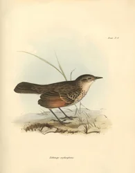 Ornitologia: O "Hymenops perspicillata" da família das aves descrita por Charles Darwin durante a sua viagem de exploração a bordo do Beagle. Placa de "The Zoology of the voyage of H.M.S. Beagle under the command of Captain Fitzroy during the years 1832 to