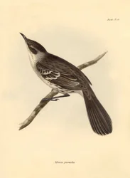 Ornitologia: O "Mimus parnilus" da família dos mockers descrito por Charles Darwin durante a sua viagem de exploração a bordo do Beagle. Placa de "A Zoologia da viagem do H.M.S. Beagle sob o comando do Capitão Fitzroy durante os anos de 1832 a 1836