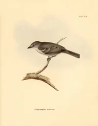 Ornitologia: O "Pachyramphus albescens" da família das faias descrito por Charles Darwin durante a sua viagem de exploração a bordo do Beagle. Placa de "The Zoology of the voyage of H.M.S. Beagle under the command of Captain Fitzroy during the years 1832 t