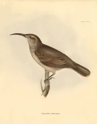 Ornitologia: A "Upercerthia dumetaria" descrita por Charles Darwin durante a sua viagem de exploração a bordo do Beagle. Placa de "The Zoology of the voyage of H.M.S. Beagle under the command of Captain Fitzroy during the years 1832 to 1836 edited and supe