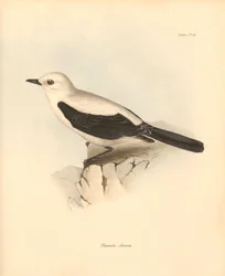 Ornitologia: O "fluvicola azarea" ou papa-moscas descrito por Charles Darwin durante a sua viagem de exploração a bordo do Beagle. Placa de "The Zoology of the voyage of H.M.S. Beagle under the command of Captain Fitzroy during the years 1832 to 1836 edite