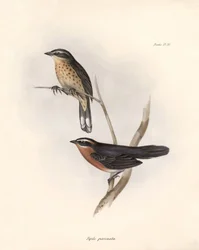Ornitologia: "Tohi (ou pipilo)" Descrição de um passeriforme por Charles Darwin (1809-1882) observado durante a sua expedição a bordo do Beagle. Placa de "The zoology of the voyage of H.M.S. Beagle. Flight. III, Aves descritas por John Gould, com notícia d