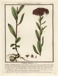 Orpine, o darnel, Sedum telephium.