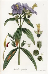 Osbeckia do Nepal - Litografia de J. Swan, a partir de uma ilustração de William Jackson Hooker (1785-1865), extrato de Flora Exotic, Escócia