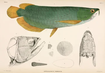 Osteoglossum formosum, Indonésia