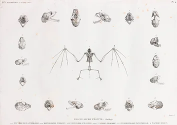 Osteologia dos morcegos no Egipto