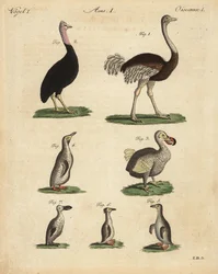 Avestruz, Struthio camelus, cassowary, Struthio casuarius, dodo extinto, Raphus cucullatus, e espécies de pinguim