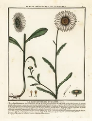 Margarida de olho de boi, Leucanthemum vulgare.