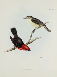 Par de pássaros, c 1832-1836