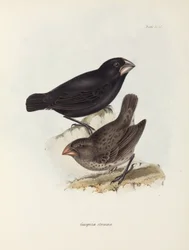 Par de tentilhões, Ilhas Galápagos, c 1832-1836