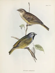 Par de pardais ou pintassilgos, c 1832-1836