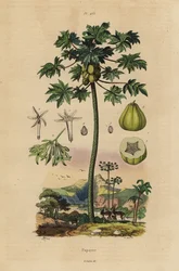 Mamão ou papaieira com frutos e secção transversal de frutos