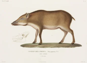 Porco Papua, Nova Guiné