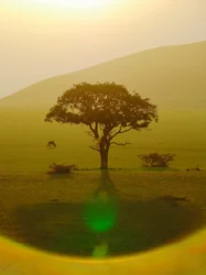 Paraíso depois da chuva, Chyulu Hills, 2018 (fotografia)
