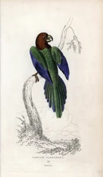 Periquito bombardeiro, Prosopeia tabuensis. Psittacus tabuensis. Litografia de Joseph Kidd, baseada num desenho de John Audubon, em Miscellany of Natural History: Parrots, Sir Thomas DiK Lauder and Captain Thomas Brown, publicado em Edimburgo, Escócia, em 