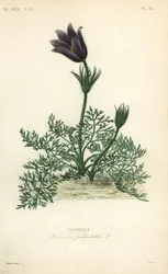Pasqueflower ou sangue de dinamarquês, Anemone pulsatilla, Pulsatille