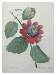 Flor de Paixão