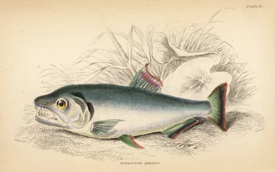 Payara, Hydrolycus armatus (hidrocónio de dentes fortes, Hydrocyon armatus). Gravura em metal aço colorida à mão por W.H. Lizars a partir de uma ilustração de James Stewart da obra Fishes of Guiana de Robert Schomburg, parte da Naturalist