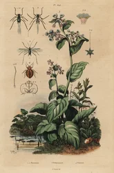 Pulgão de pêssego, Myzus persicae 1, pulgão rosa, Macrosiphum rosae 2, campainha da Virgínia, Mertensia pulmonarioides 3, e percevejo de cama, Cimex lectularius 4