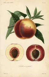 Frutos de pêssego, Prunus persica, secção através de variedades de polpa branca e polpa vermelha