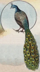 Pavão. Gravura em „Alphabet de ma petite fille“. Bernardin-Bechet e Fils, livreiros-editores, Paris, por volta de 1895. Álbum inquebrável sobre tela. Bibliothèque des Bébés. 12 páginas. Álbum contendo um método de leitura e um abecedário ilustrado.