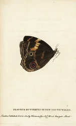 Borboleta-pavão de Nova Gales do Sul. Gravura em cobre colorida à mão de «The Naturalist
