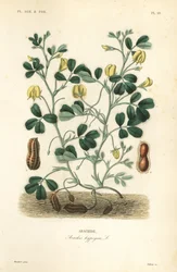Amendoim ou amendoim, Arachis hypogaea, Arachide