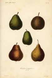 Variedades de peras, Pyrus communis