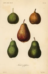 Variedades de peras, Pyrus communis
