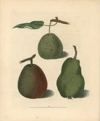 Variedades de pera, Pyrus communis: Cressan, Bergamota de Gansell e Summer Bon Chretien. Gravura a água-forte colorida à mão de uma ilustração de George Brookshaw da sua própria "Pomona Britannica", Londres, Longman, Hurst, etc.