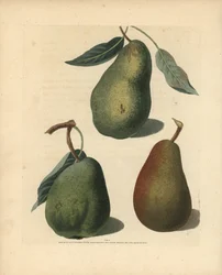 Variedades de pera, Pyrus communis: Saint Germain, Colmar e Brown Beuree. Gravura a água-forte colorida à mão de uma ilustração de George Brookshaw da sua própria "Pomona Britannica", Londres, Longman, Hurst, etc.