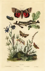 Flor de pinho, Periphanes delphinii 1, bollworm de algodão, Helicoverpa armigera 2, underwing amarelo, Anarta myrtilli 3, e grande underwing amarelo, Noctua pronuba, larva e pupa 4. Noctuelles butterflies