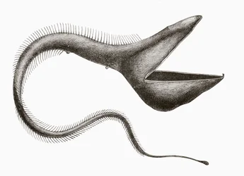 Enguia-pelicano ou Eurypharynx pelecanoides, um peixe de águas profundas raramente visto por seres humanos, de 
