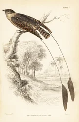 Noitibó de asa de Pennant, Macrodipteryx vexillarius (Macrodipteryx africanus). Gravura em metal aço colorida à mão por William Lizars após William Swainson da Biblioteca do Naturalista de Sir William Jardine: Ornithology: Birds of Western Africa, Edimburg