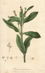 Perennial mercuriale ou perennial ou dog cabbage (Mercurialis perennis) - Água forte de William Clarke para ilustrar "Medical Botanical, Description of the Medicinal Plants of London, Edinburgh and Dublin" de John Stephenson e James Morss Churchill,