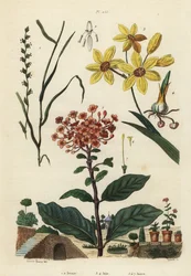 Erva de centeio perene, Lolium perenne 1,2, lírio de milho africano malhado, Ixia maculata var