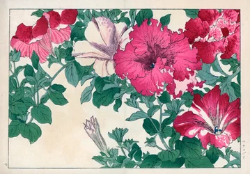 Petúnia variete (rosa e branca). Variedades de petúnia. Gravura em xilogravura colorida à mão da obra "Seiyou Sokazufu" (Álbum pictórico de plantas e flores ocidentais: verão) de Konan Tanigami, Unsodo, Quioto
