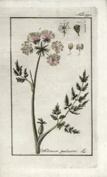Pântano de Peucedan ou salsa do pântano (Selinum marsh). Litografia de "Afbeelding der Artseny-Gewassen" de Johannes Zorn (1739-1799), Países Baixos