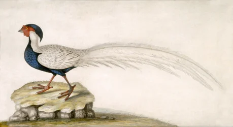 Faisão (aguarela sobre papel)