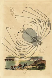 Estágio larval de Phyllosoma de uma lagosta espinhosa, Palinurus elephas