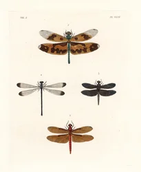 Libélula de asa desenhada, Rhyothemis variegata 1, planadora florestal fulva, Neurothemis fulvia 2, planadora de arrozal malhada, Neurothemis tullia 3, e donzela-da-sombra, Palaemnema paulina 4. Litografia colorida à mão da nova edição de John O. Westwood