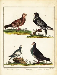Pombos: Pombo polonês, pouter, ptármiga e turbita. 1792 (gravura)