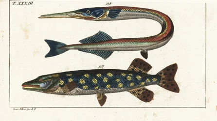 Lúcio (ou lúcio do Norte) - Orphia - Lúcio do Norte, Esox lucius 117, e agulha do mar ou peixe-agulha, Belone belone 118. Gravura em chapa de cobre colorida à mão, segundo Jacob Nilson, da Enciclopédia de História Natural de Gottlieb Tobias Wilhelm: Peixes