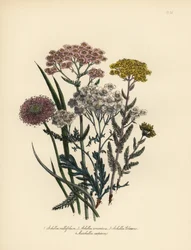 Mil-folhas-rosadas, Achillea milfolium, milefólio dourado, Achillea tomentosa, mil-folhas-prateadas de Clavena, Achillea clavenae, e marshallia tufada, Marshallia caespitosa. Cromolitografia acabada à mão por Henry Noel Humphreys a partir de uma ilustração