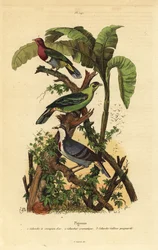 Pombo-cabeça-de-rosa, Ptilinopus porphyreus, Buru green pigeon, Treron aromaticus e Luzon bleeding-heart, Gallicolumba luzonica