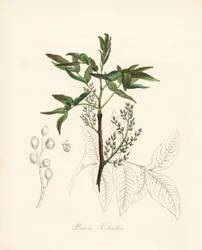 Pistachio terebinth - Terebinto ou terebintina da China, Pistacia terebinthus. Zincografia colorida à mão de C. Chabot, desenhada por Miss M. A. Burnett da sua "Plantae Utiliores: or Illustrations of Useful Plants", Whittaker, Londres