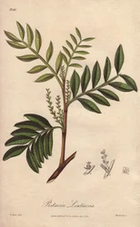 Pistacia lentiscus (Pistacia lentiscus) - Água forte de William Clarke para ilustrar "Medical Botanical, Description of the Medicinal Plants of London, Edinburgh and Dublin" de John Stephenson e James Morss Churchill, publicado em Londres por John Church