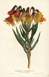 Alstroemeria plantaginea, Alstroemeria plantaginea. Brasil. Litografia colorida à mão por L. Stroobant de Louis van Houtte e Charles Lemaire, Flowers of the Gardens and Hothouses of Europe, Flore des Serres et des Jardins de l